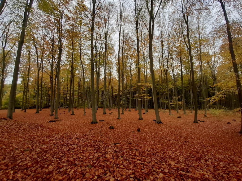 Herbstfärbung Buchen