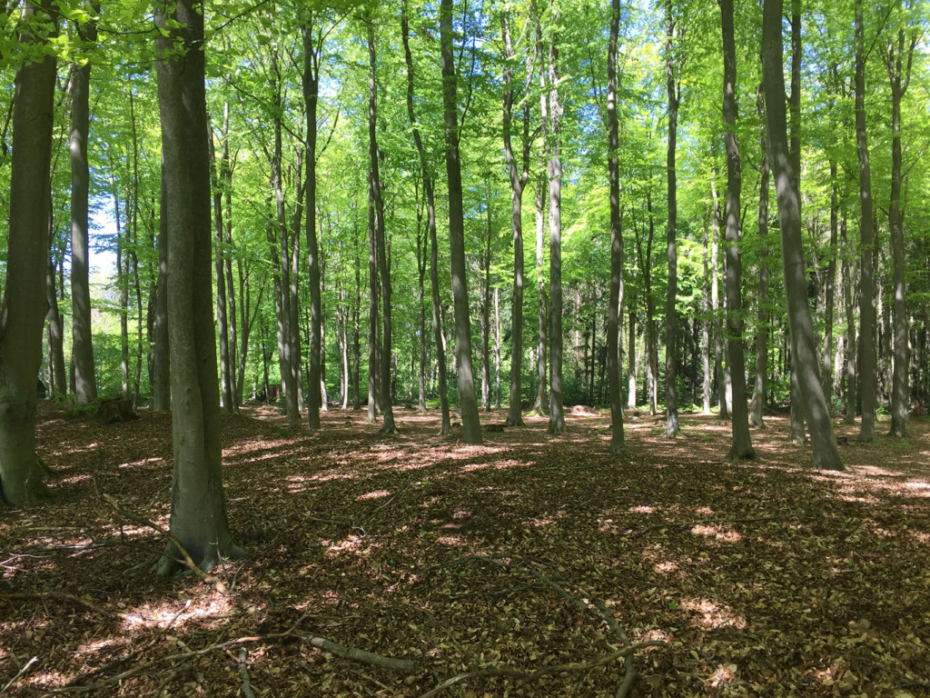 Alte Buchen im Mecklenburger Forst bei Lübz