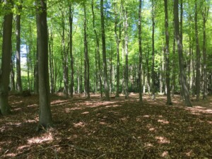 Waldführung Mecklenburg